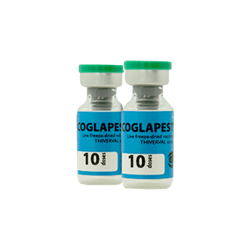 Coglapest Vaccine